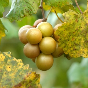 Green muscadine seeds Vitis rotundifolia