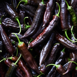 50 aji panca pepper seeds