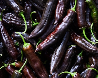 Aji panca Samen