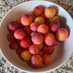 Prunus cerasifera samen