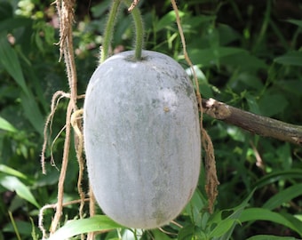 winter melon seeds Benincasa hispida
