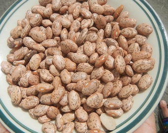Pinto bean seeds for growing
