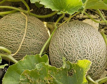 Honeydew melon seeds cucumis melo