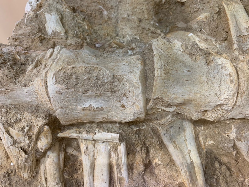 Mosasaurus vertebrae fossil column Amazing section | Etsy