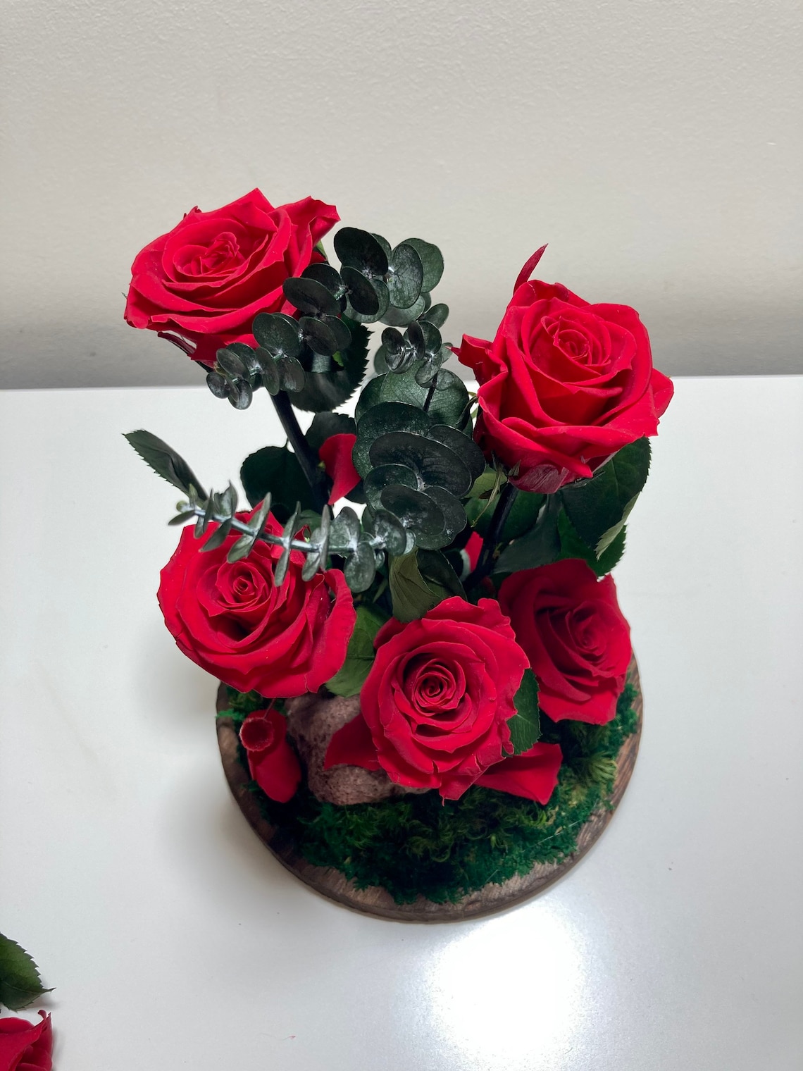 Preserved 5 red amorosa roses in a bell jar. Forever rose. Etsy