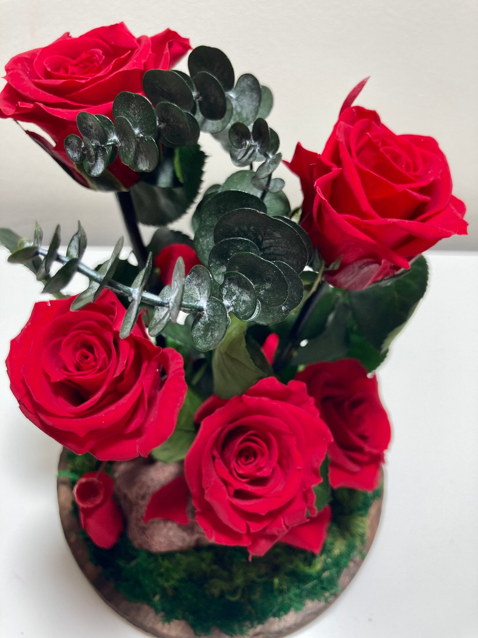 Preserved 5 red amorosa roses in a bell jar. Forever rose. Etsy