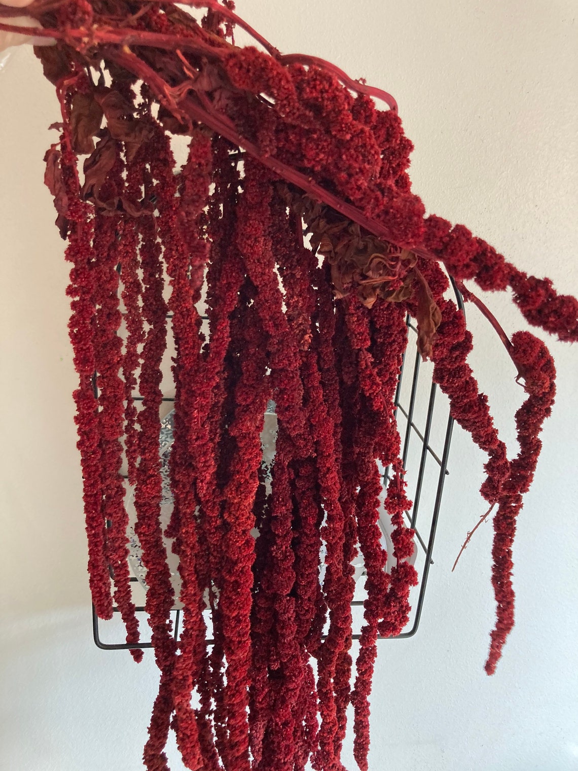 Preserved burgundy amaranthus 40/70 cm. Etsy