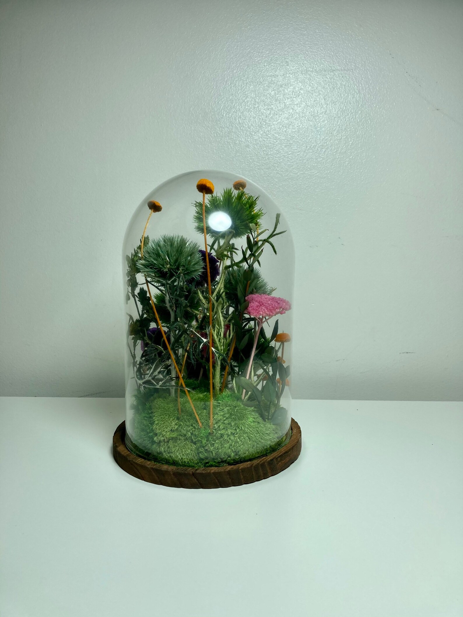 Preserved Moss Art in a Bell Jar. Moss Dome Art No Etsy