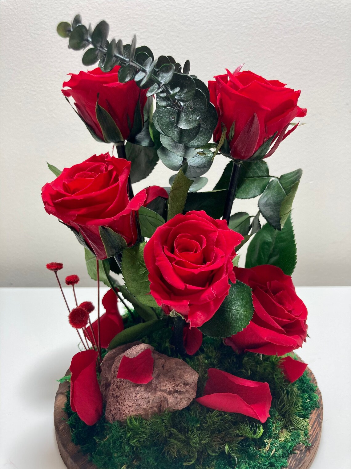 Preserved 5 red amorosa roses in a bell jar. Forever rose. Etsy
