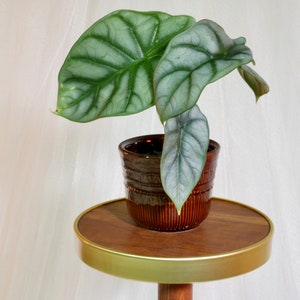 May include: A silver-leaved plant in a brown pot sits on a wooden stand with a gold rim.