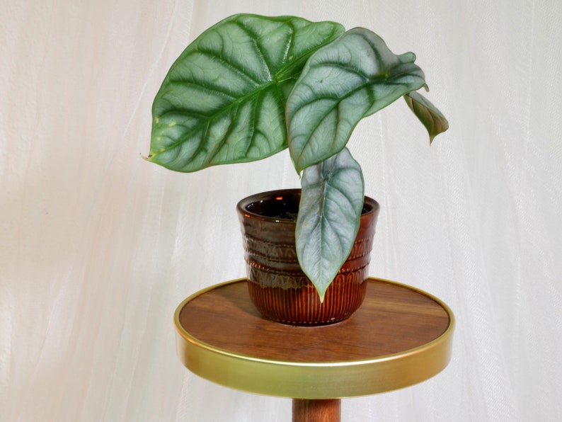 May include: A silver-leaved plant in a brown pot sits on a wooden stand with a gold rim.