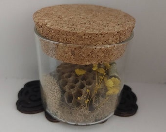 Paper wasp nest display