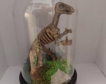 Dinosaur skeleton display oddities for kids fake bones kid friendly