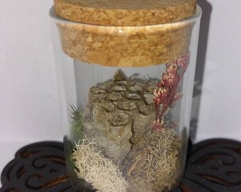 Paper wasp nest display