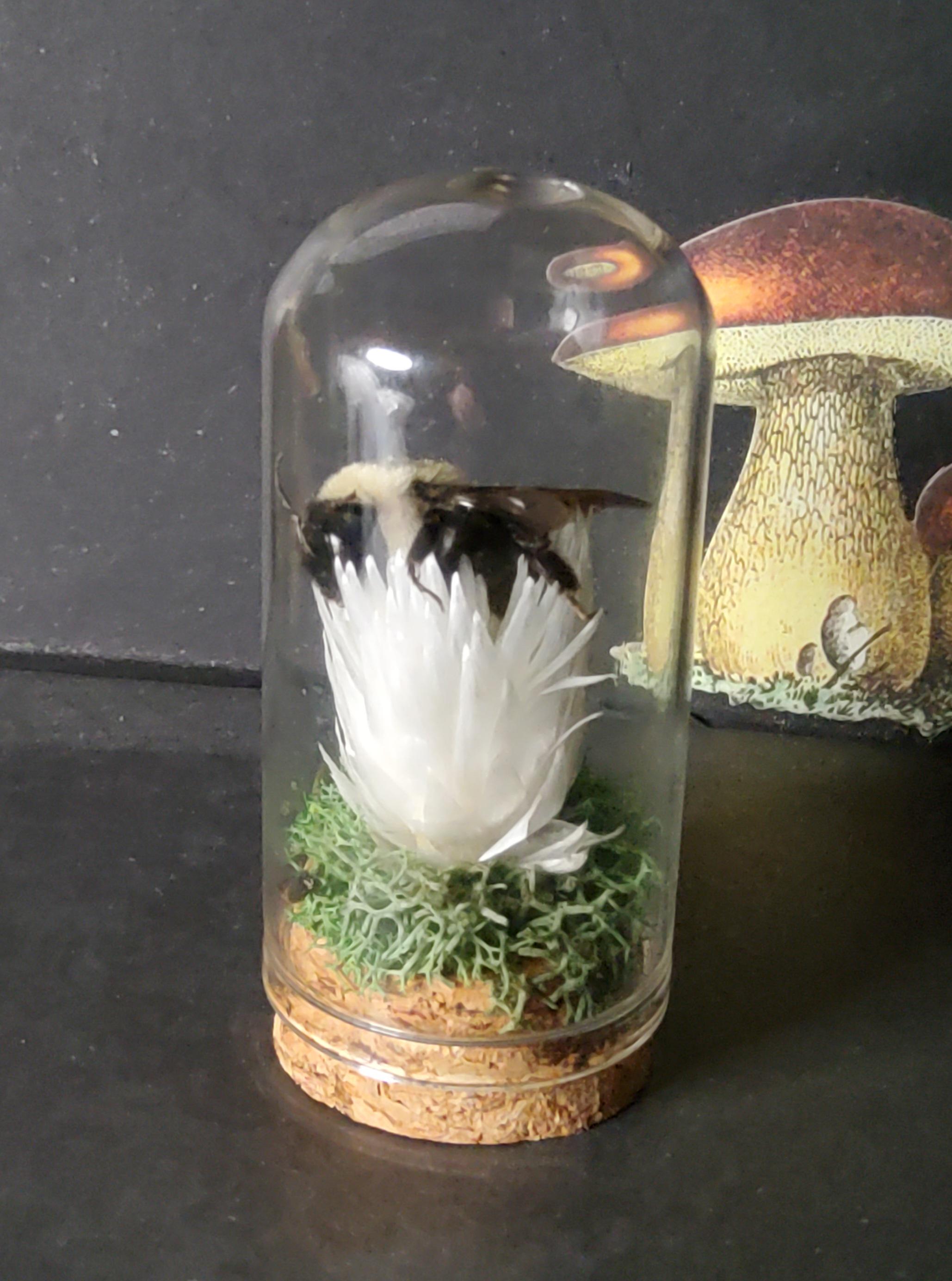Insect Displays - Etsy