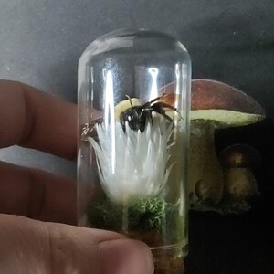 May include: A clear glass vial with a cork stopper, containing a preserved bee on a white flower with green moss. A brown and white mushroom is in the background. The vial is held by a hand.