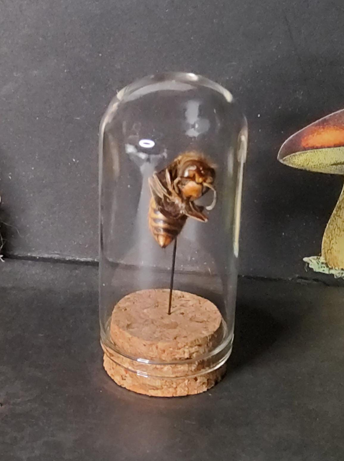 Insect Displays - Etsy