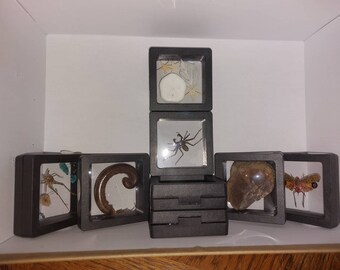 Mini shadowbox oddities