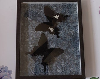 Double black butterfly shadowbox display