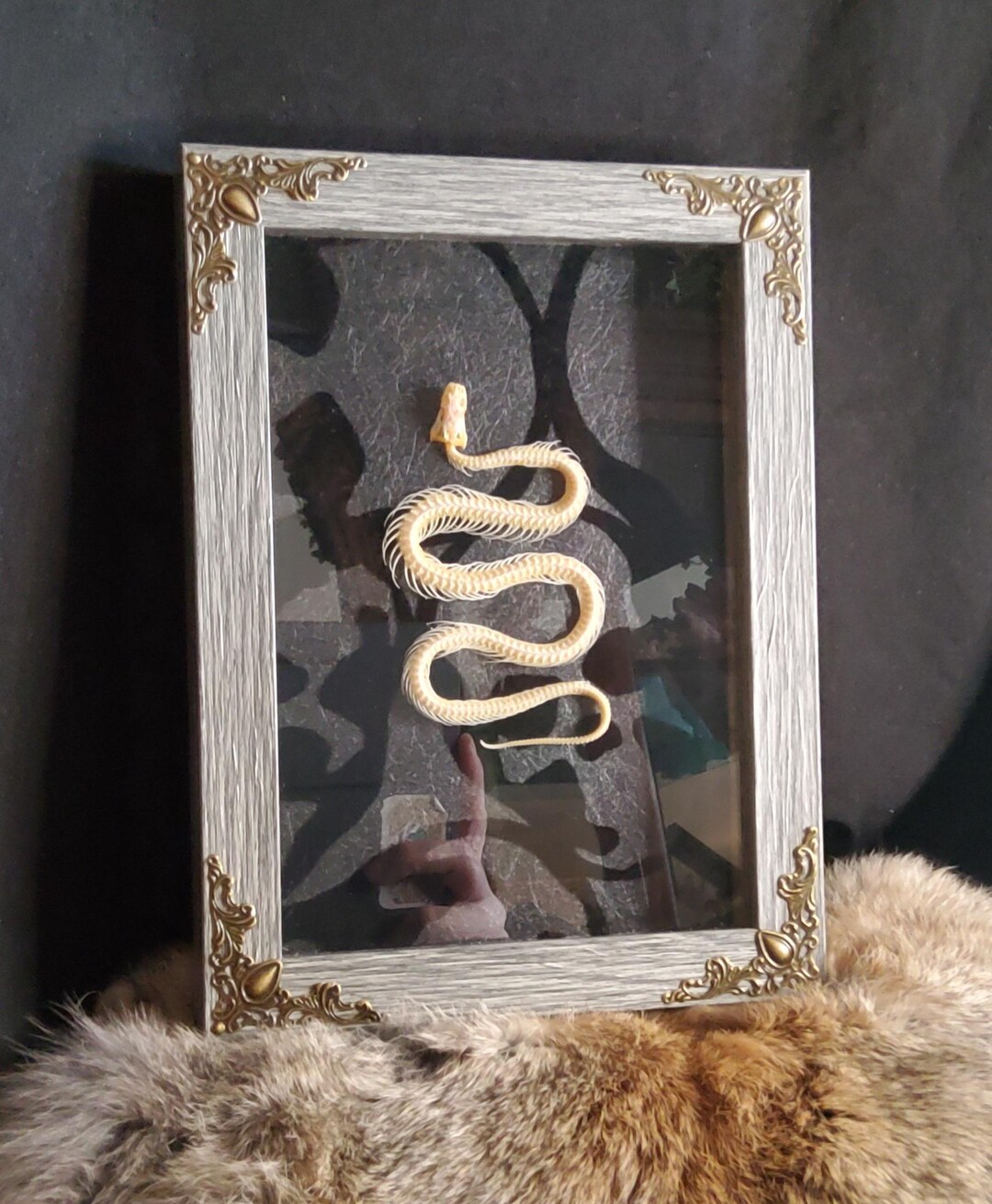 Snake Asshil Display Snake Skeleton Display - Etsy
