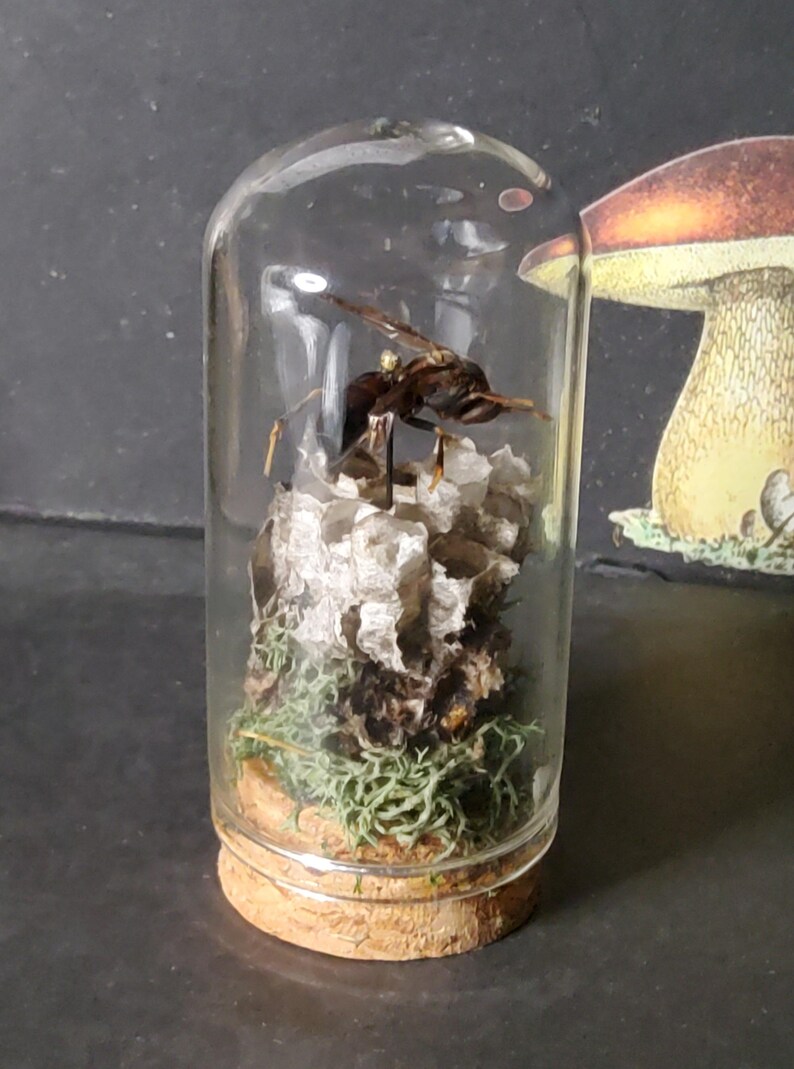 Insect Displays - Etsy