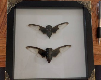 Double cicada display