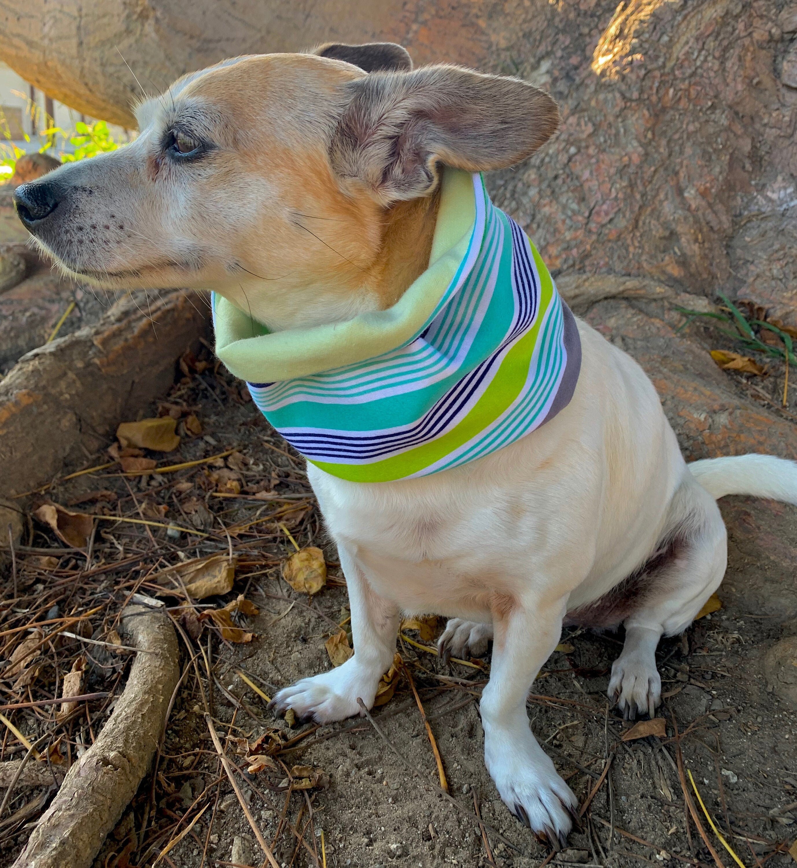 Dog Scarf. I specialize in Unique Trendsetting Stylish Etsy