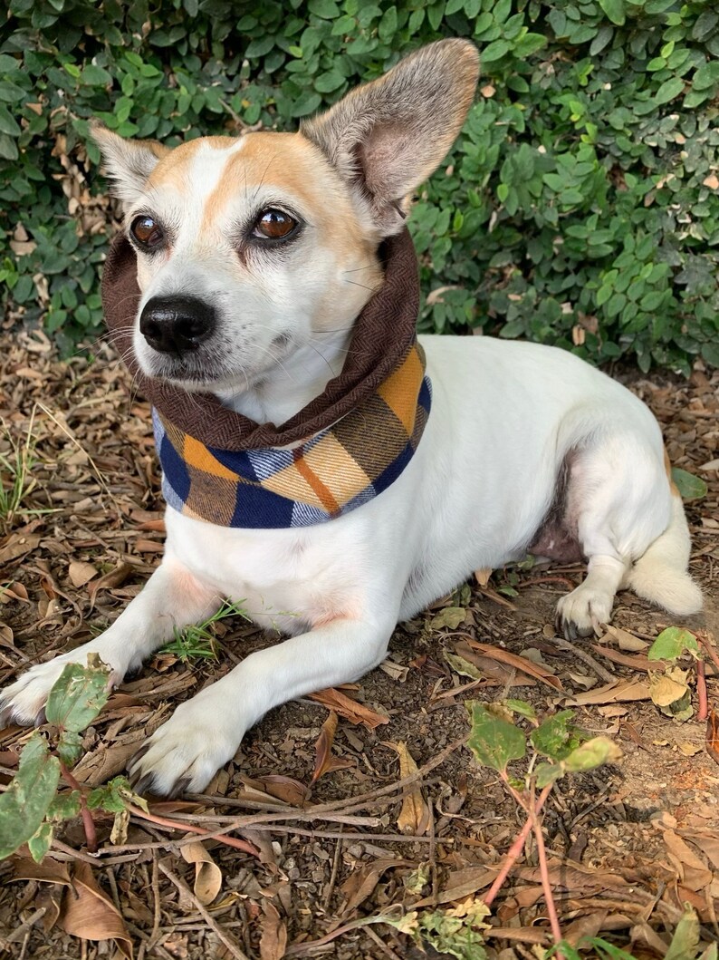 The Street Is Your Dogs Runway Infinity Dog Scarf I specialize in Unique Stylish Accessories for your Dog Trendy Swagger your Pup!