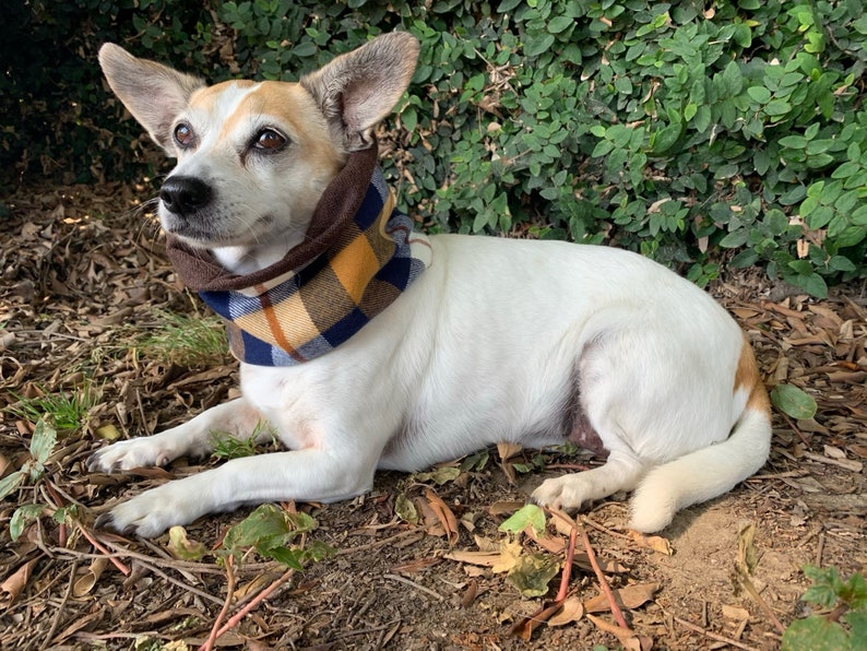 The Street Is Your Dogs Runway Infinity Dog Scarf I specialize in Unique Stylish Accessories for your Dog Trendy Swagger your Pup!