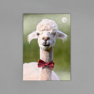 Witzige Alpaka Postkarte mit roter Fliege – lustige Grußkarte für Muttertag, Geburtstag, Tierfreunde und besondere Anlässe
