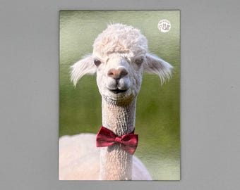 Alpaca Postcard with Alpaca in a Red Bow Tie, Funny Gentleman Alpaca Birthday Card, Humorous Greeting Card for Animal Lovers & Alpaca Fans