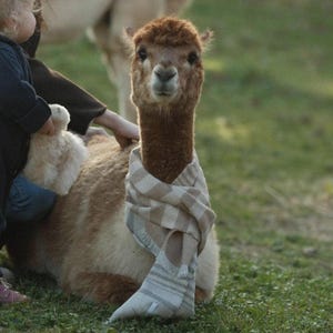 Bufanda de alpaca: 100 % lana de alpaca bebé, suave y cálida, diseño unisex, bufanda de lujo sostenible, transpirable y que regula la temperatura.