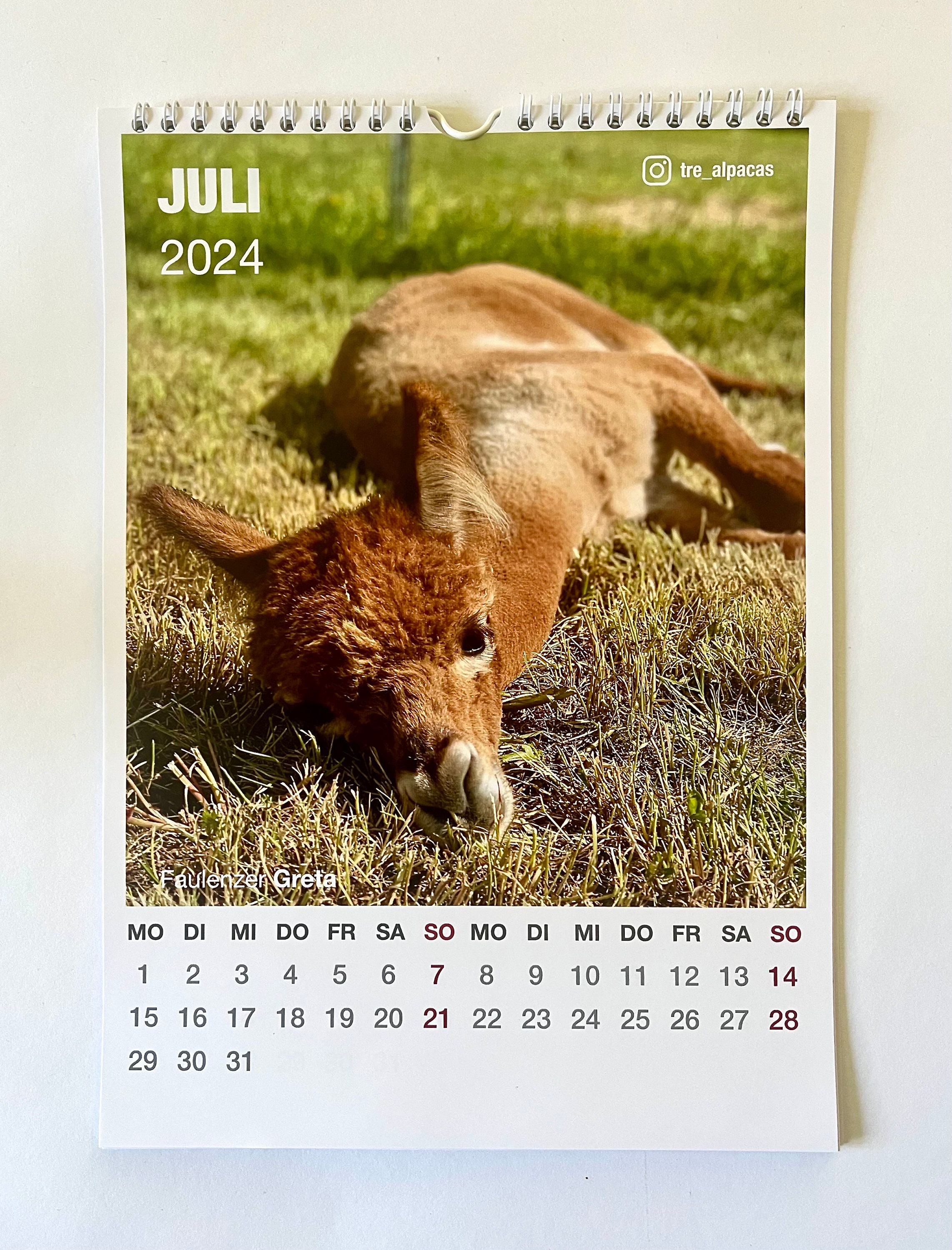 Alpaca Calendar 2024 Cute Animal Calendar With Adorable Alpaca Photos