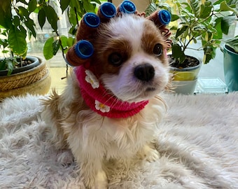 Sorry I can’t talk Hot Girl Snood Cavalier Spaniel Snood Cocker English Toy Spaniel Snood Ear Protectors Dog Snood Ear Snood Hand Knit