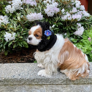 Puede incluir: Un Cavalier King Charles Spaniel con un calentador de orejas negro tejido con un adorno floral azul y verde. El perro está sentado en un muro de piedra frente a un telón de fondo de flores blancas y follaje verde.