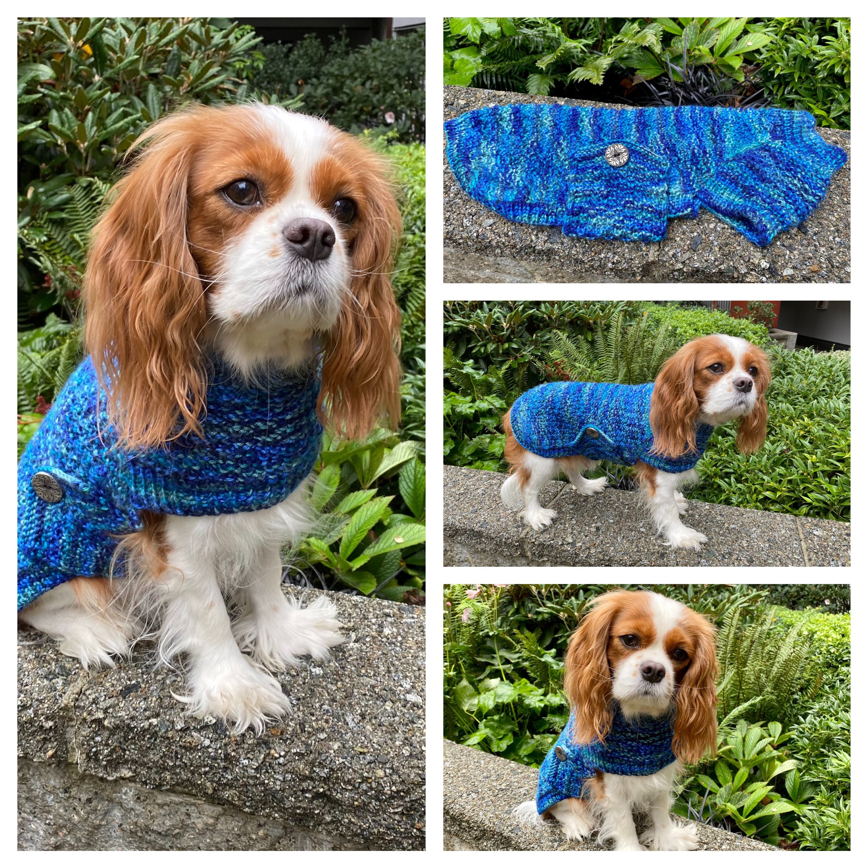 manteau imperméable pour cavalier king charles