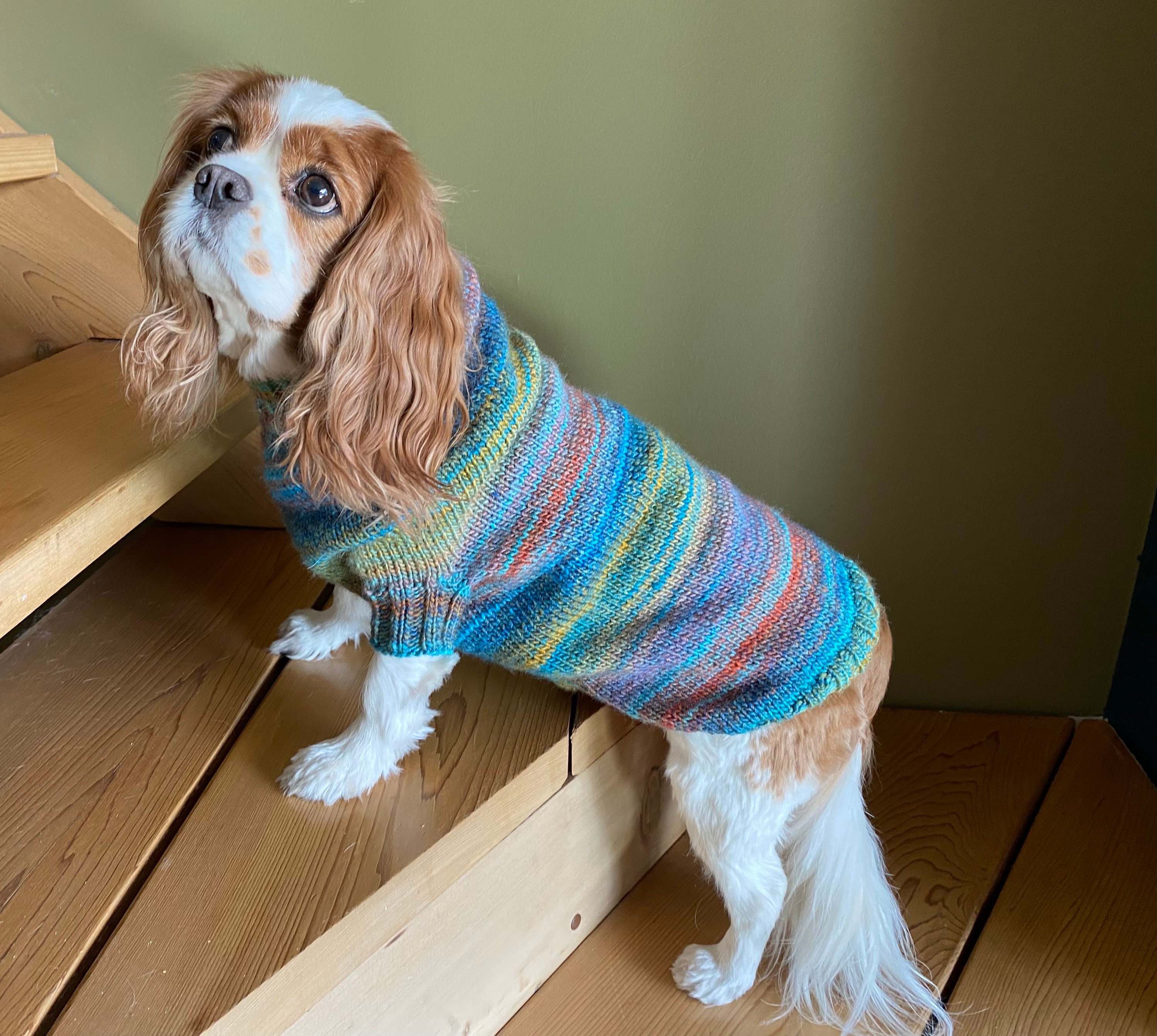 Actualizar 98+ imagen burberry dog sweater Abzlocal.mx