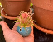 Little tiny handmade ceramic hanging planter miniature pottery small car rear view mirror plant