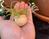 Little tiny handmade ceramic hanging planter miniature pottery small car rear view mirror plant