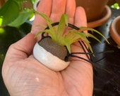 Little tiny handmade ceramic hanging planter miniature pottery small car rear view mirror plant