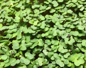 RADIS Rambo rouge feuilles microgreens babyleaf 40 g