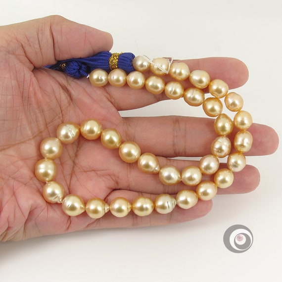 Genuine Golden South Sea Pearl Strand / Necklace, 9.0-11.8mm