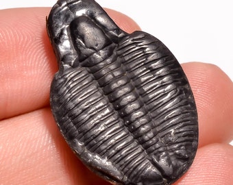 Excellent AAA Quality 100/% Natural Trilobite Fancy Shape Cabochon Loose Gemstone 13 Ct For Making Jewelry 28X13X5 mm NG-7