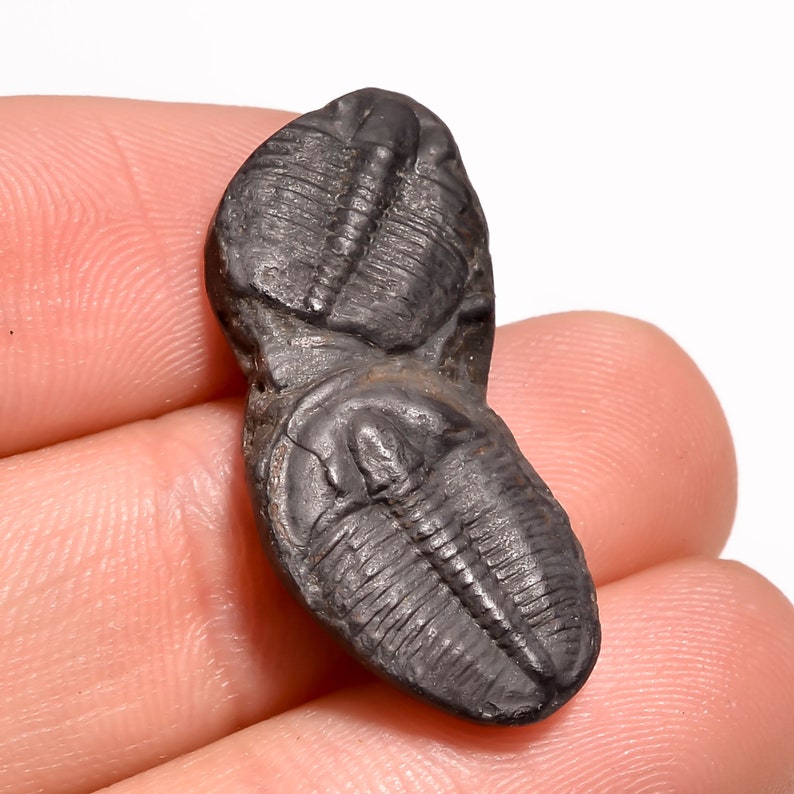 Excellent AAA Quality 100/% Natural Trilobite Fancy Shape Cabochon Loose Gemstone 13 Ct For Making Jewelry 28X13X5 mm NG-7