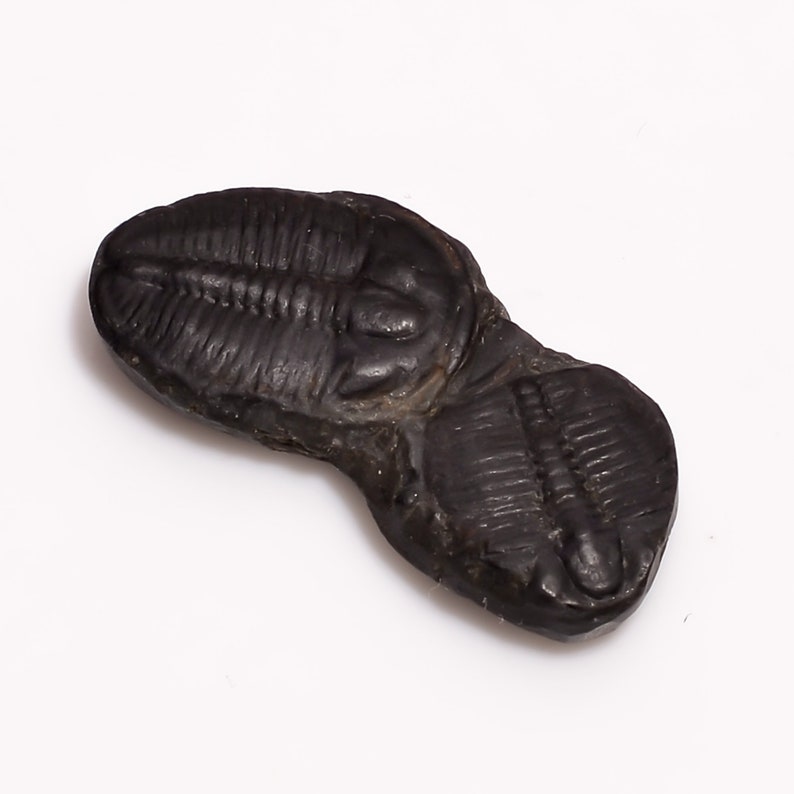 Excellent AAA Quality 100/% Natural Trilobite Fancy Shape Cabochon Loose Gemstone 13 Ct For Making Jewelry 28X13X5 mm NG-7