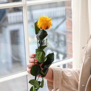 Yellow Everlasting Preserved Rose in Box | Luxury Preserved Rose Gift that Lasts 12 Months | Gift for Birthday, Bridesmaid,  Christmas Gift