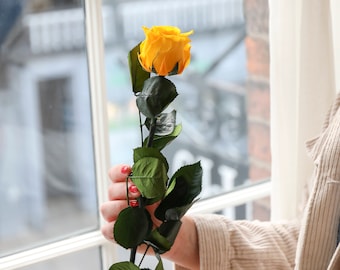 Yellow Everlasting Preserved Rose in Box | Luxury Preserved Rose Gift that Lasts 12 Months | Gift for Birthday, Bridesmaid,  Christmas Gift