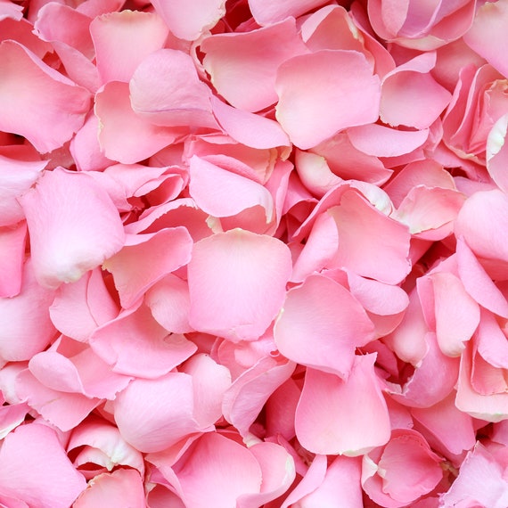 Candy Floss Pink Dried Rose Petals Luxury Biodegradable Rose Petal Confetti  Petals for Weddings, Celebrations, Decoration and Events 