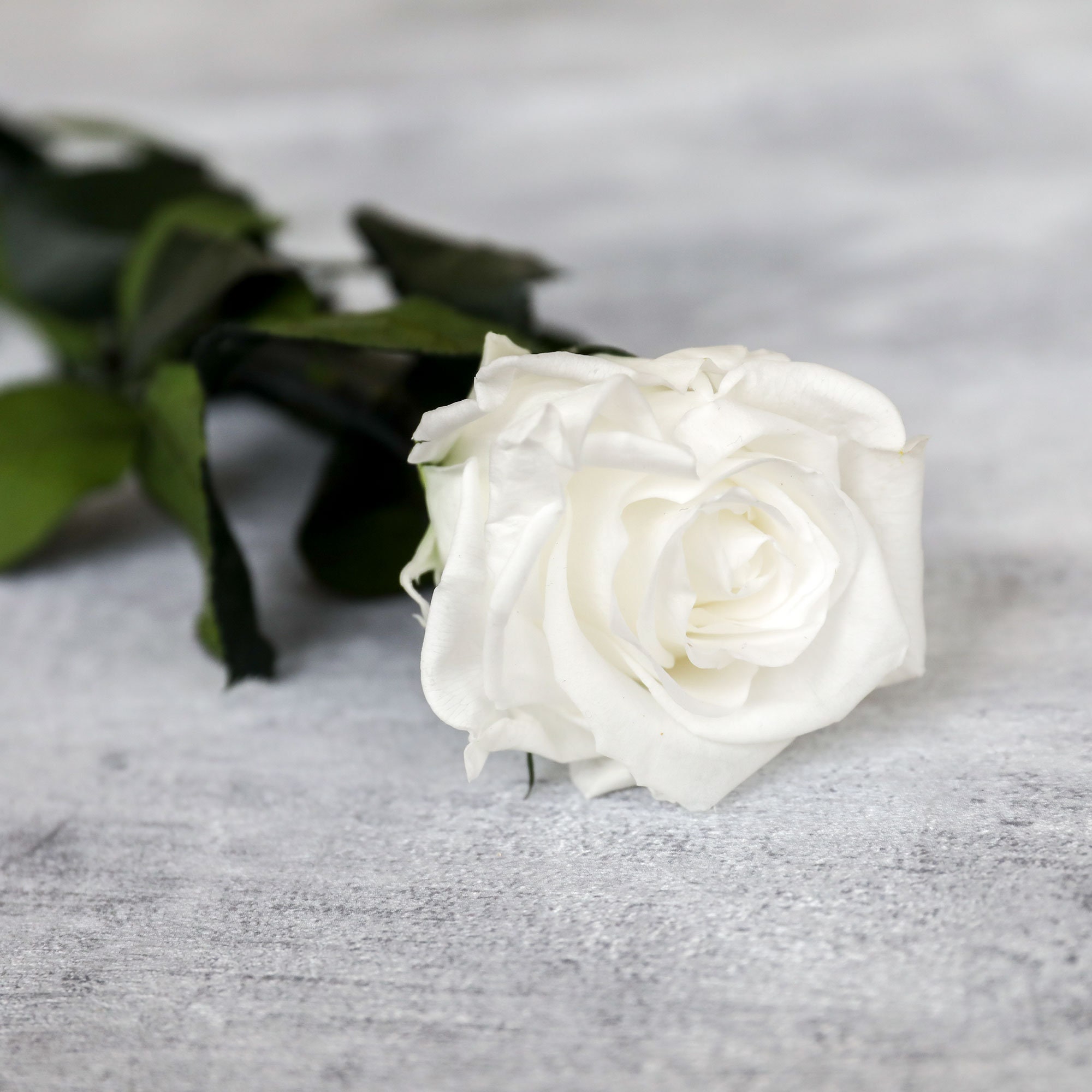 White Luxury Preserved Single Rose in a Gift Box Infinity Etsy