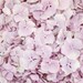 Luxury Lilac Hydrangea Mix | Biodegradable Freeze Dried Petals | Wedding Confetti, Table Decor, Aisle Runners, Anniversaries, Proposals 